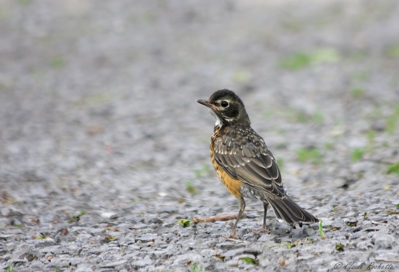 Merle d'Amrique / American Robin