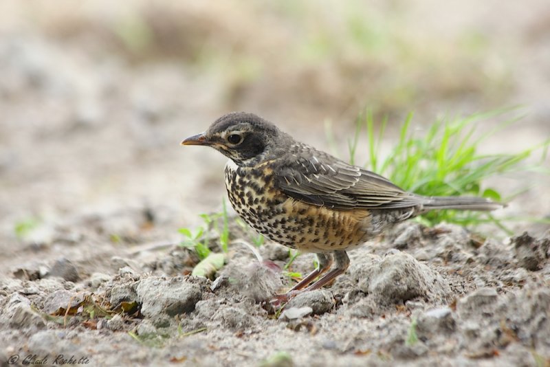 Merle d'Amrique / American Robin