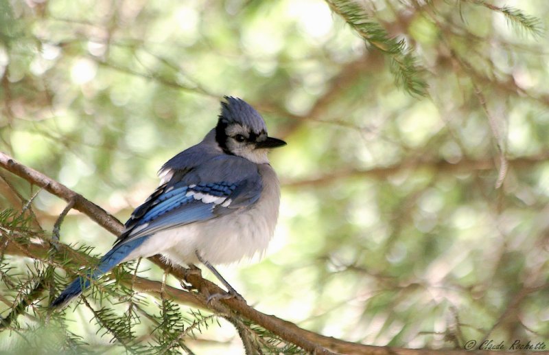 Geai bleu / Blue Jay