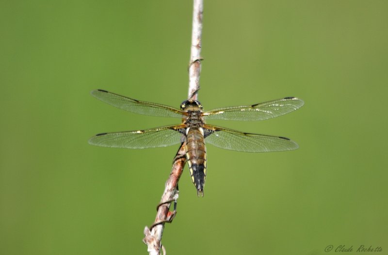 Libellule quadrimaculée / Four spotted Skimmer