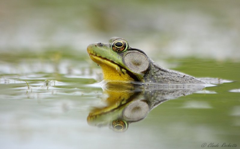 Grenouille verte / Green frog