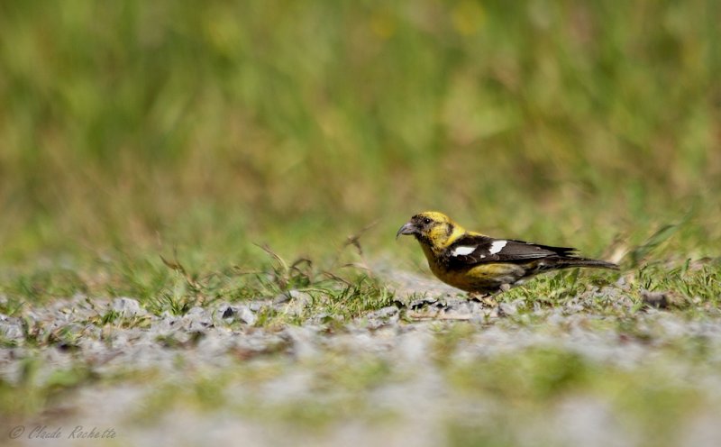 Bec-crois bifasci / White-winged Crossbill