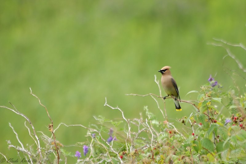 Jaseur d'Amrique / Cedar Waxwing