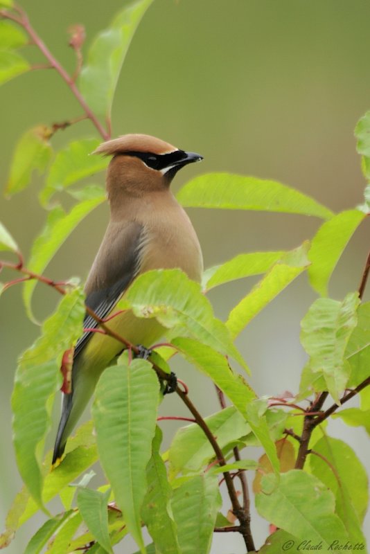 Jaseur d'Amrique / Cedar Waxwing