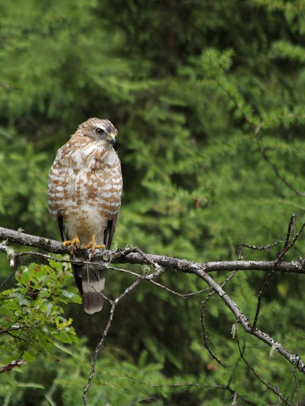 Petite buse / Broad-winged Hawk