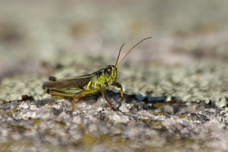 Criquet / Grasshoppers