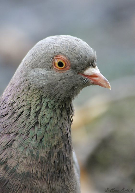 Pigeon biset / Rock Pigeon