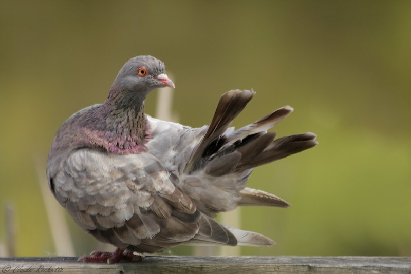 Pigeon biset / Rock Pigeon