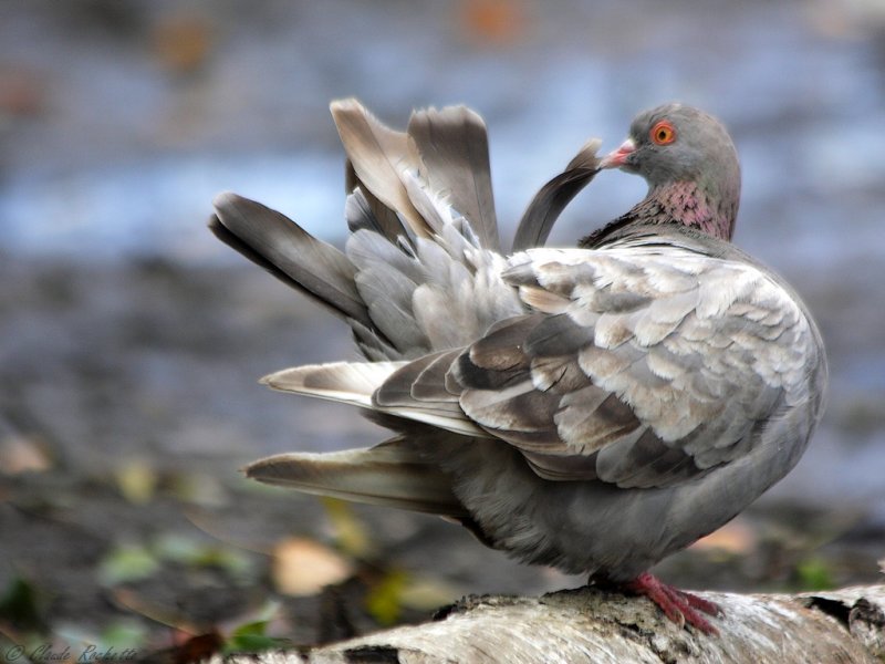Pigeon biset / Rock Pigeon