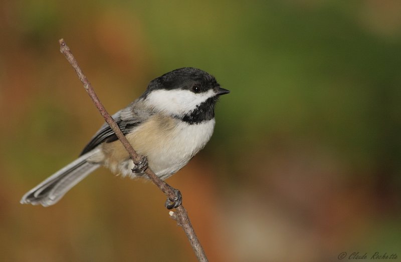 Msange  tte noire / Black-capped Chickadee