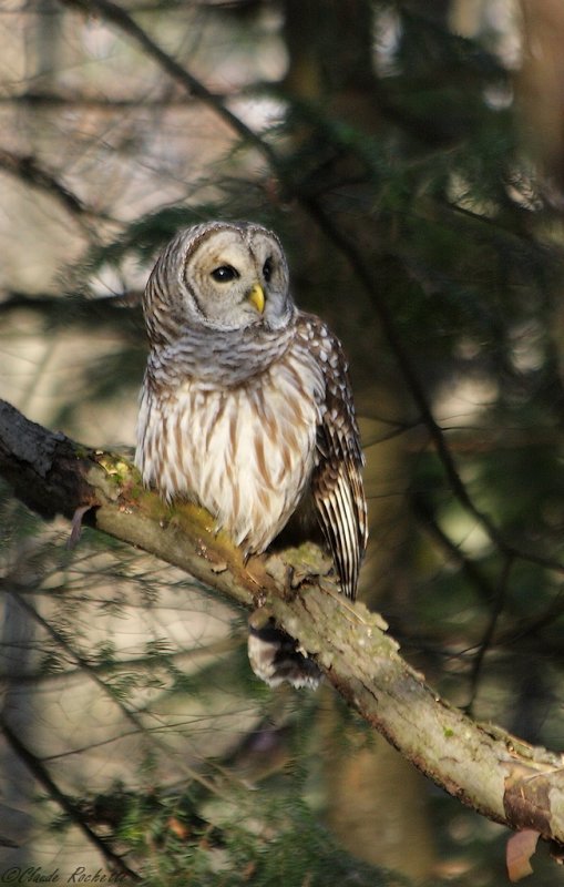 Chouette rayée / Barred Owl