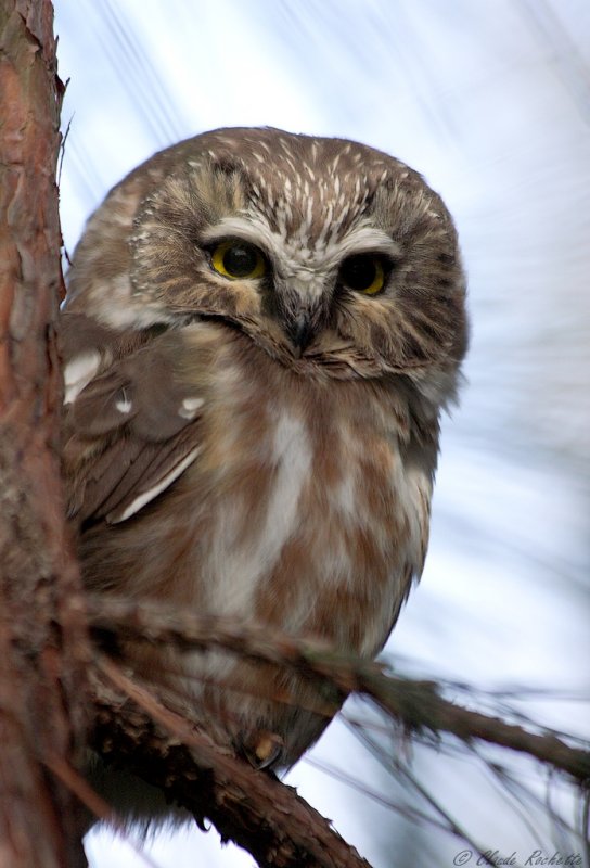 Petite Nyctale / Northern Saw-whet Owl