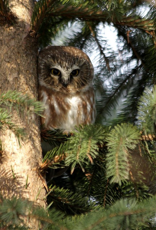 Petite Nyctale / Northern Saw-whet Owl