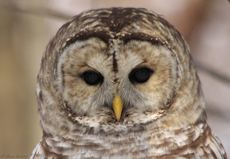 Chouette rayée / Barred Owl