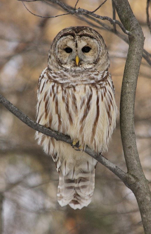 Chouette rayée / Barred Owl