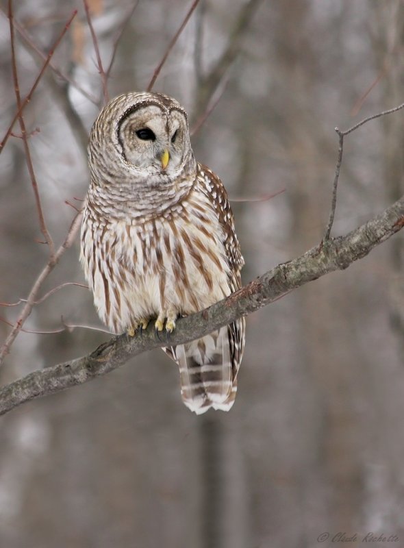 Chouette rayée / Barred Owl