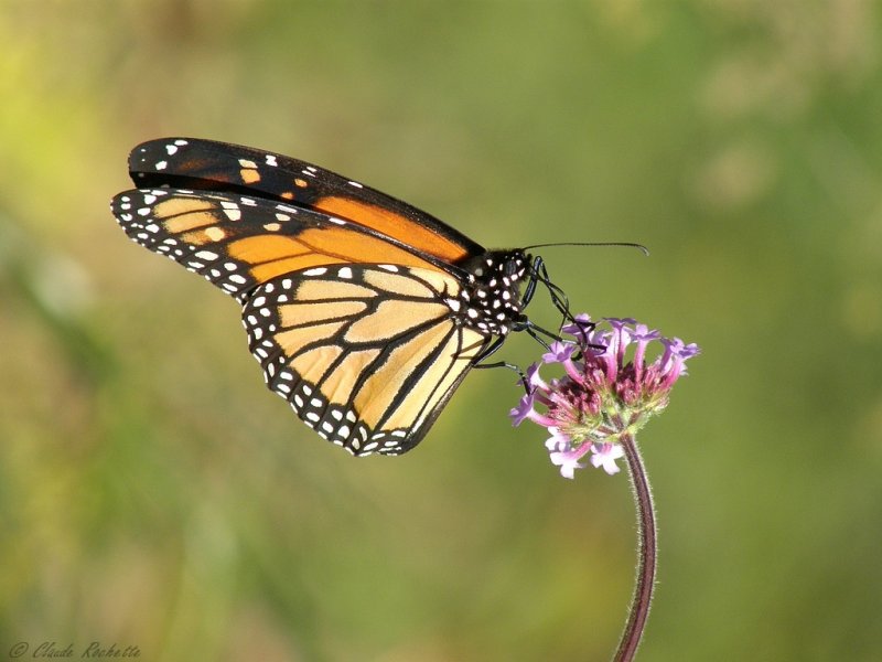 Monarque / Monarch