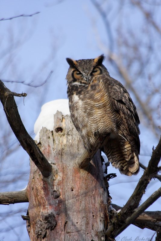 Grand Duc / Great Horned Owl