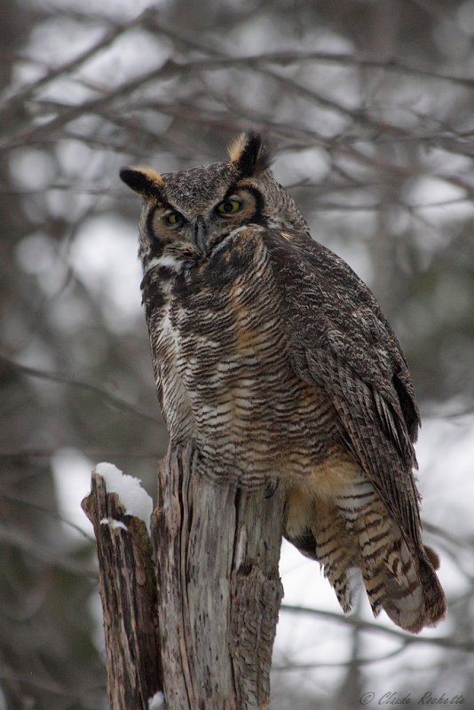 Grand Duc / Great Horned Owl