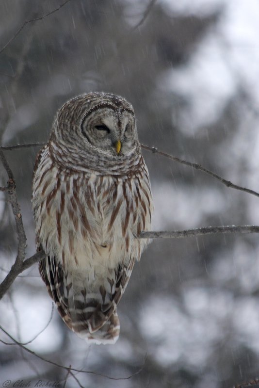 Chouette rayée / Barred Owl