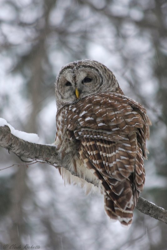 Chouette rayée / Barred Owl