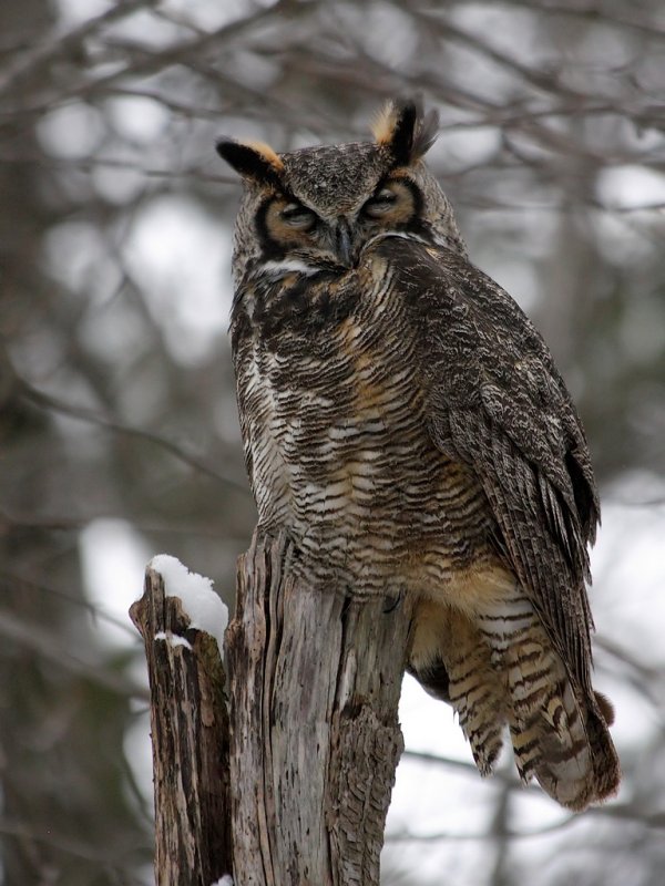 Grand Duc / Great Horned Owl