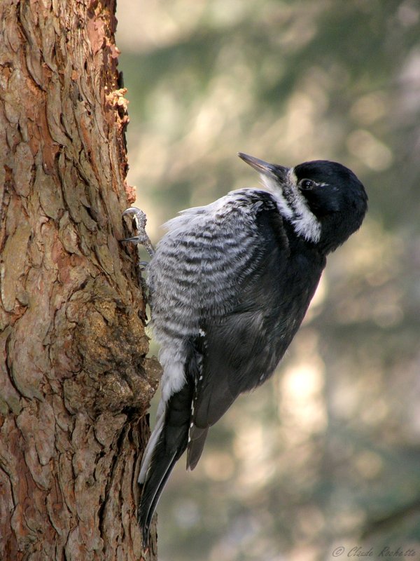 Pic à dos noir / Black-backed Woodpecker