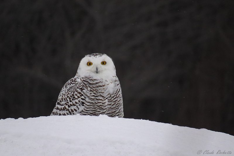 Harfang des neiges / Snowy Owl