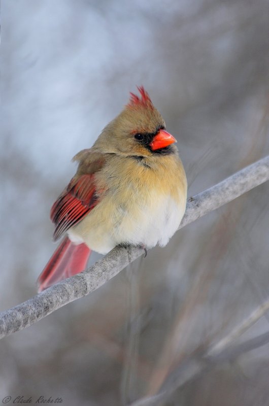  Cardinal Rouge / Northern Cardinal