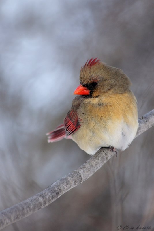 Cardinal Rouge / Northern Cardinal