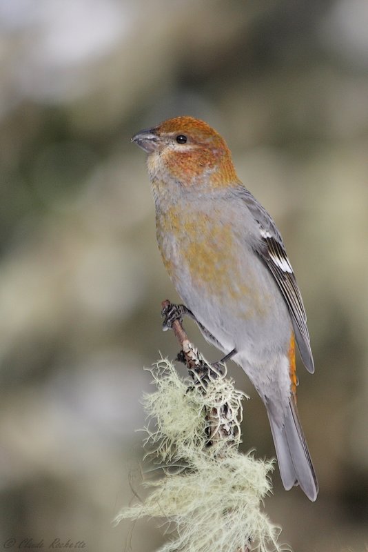 Durbec des sapins / Pine Grosbeak