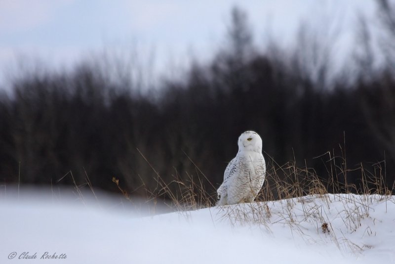 Harfang des neiges / Snowy Owl