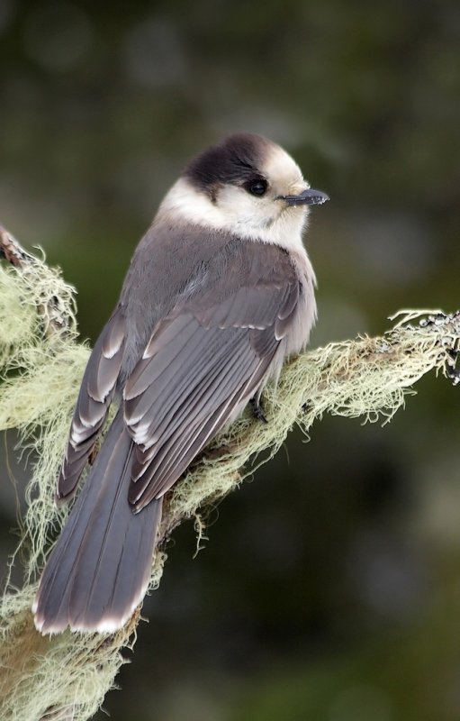 Mésangeai du Canada / Gray jay