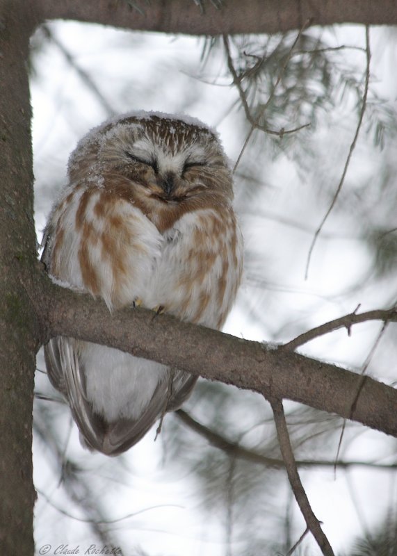 Petite Nyctale / Northern Saw-whet Owl