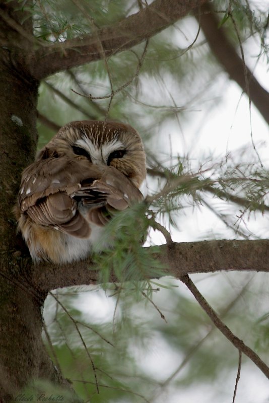 Petite Nyctale / Northern Saw-whet Owl