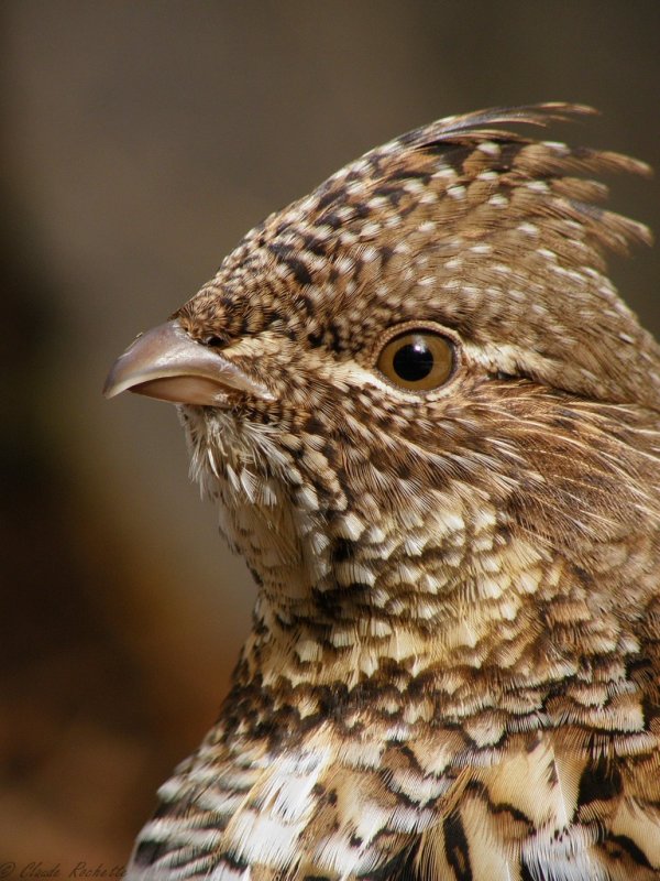 Gélinotte Huppé / Ruffed Grouse