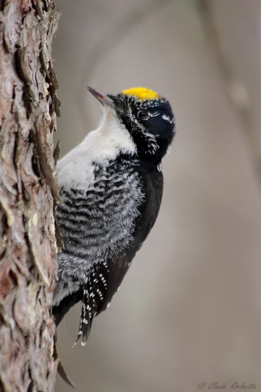 Pic à dos rayé / American Three-toed Woodpecker
