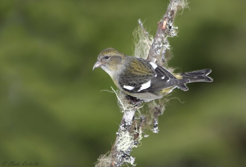 Bec-crois bifasci  / White-winged Crossbill