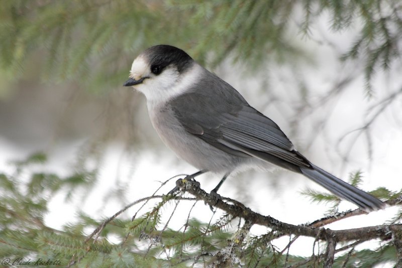 Msangeai du Canada / Gray jay