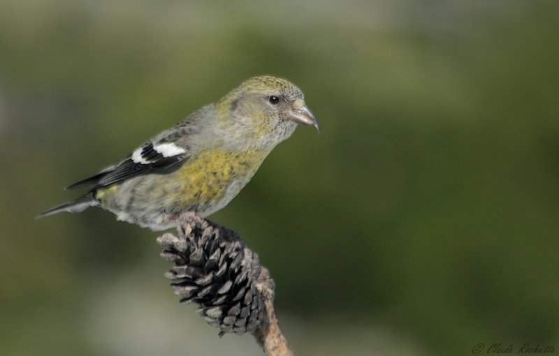 Bec-crois bifasci  / White-winged Crossbill