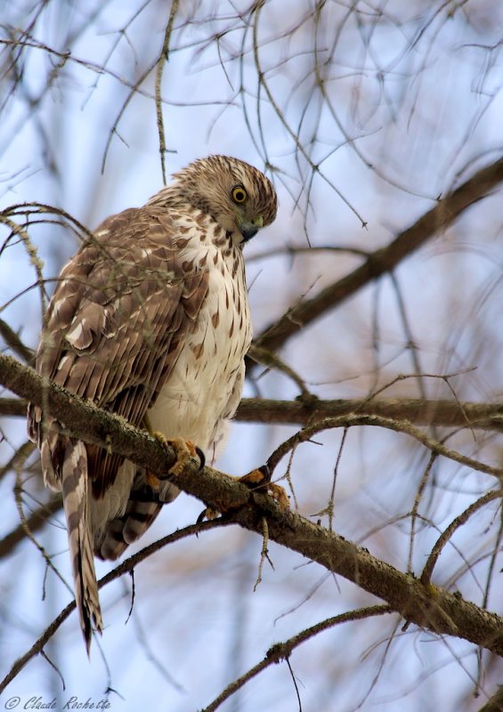 Épervier de Cooper / Cooper's Hawk