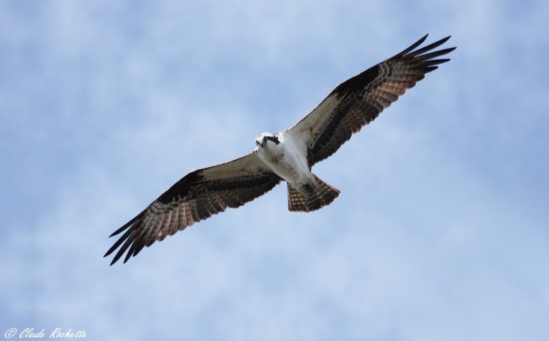 Balbuzard pêcheur / Osprey