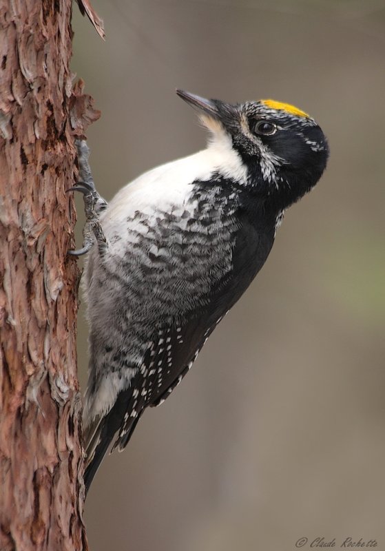 Pic à dos rayé / American Three-toed Woodpecker