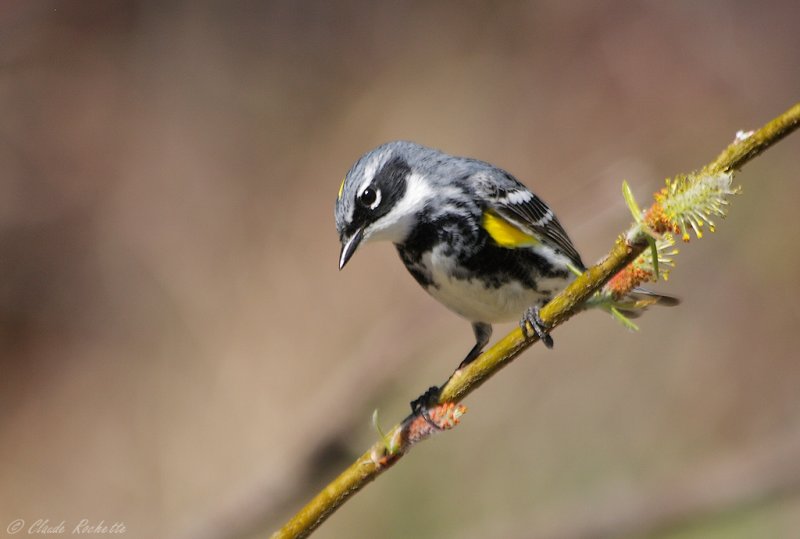 Paruline  croupion jaune / Yellow-rumped Warbler