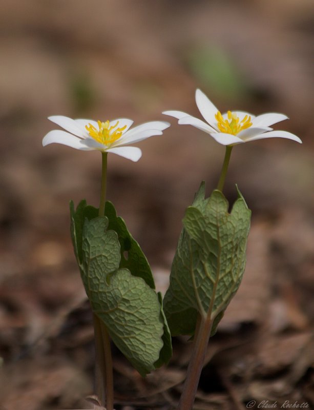 Sanguinaire / Bloodroot