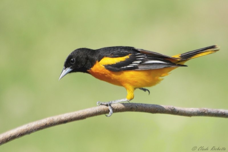 Oriole de Baltimore / Baltimore Oriole