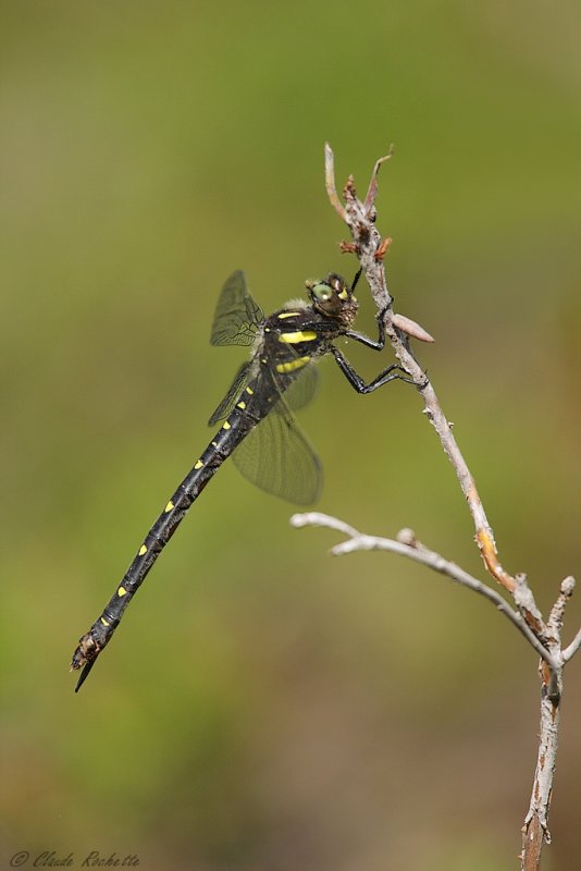 Cordulégastre maculé / Twin-spotted Spiketail