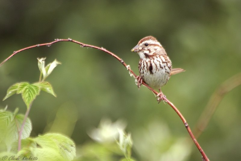 Bruant chanteur/ Song Sparrow