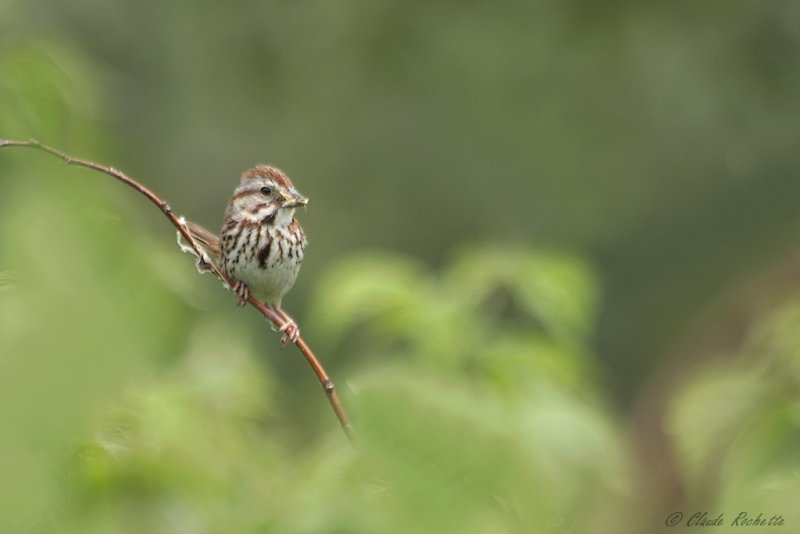 Bruant chanteur/ Song Sparrow