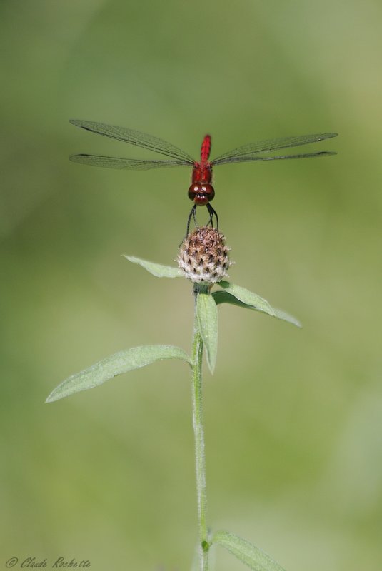 Sympetrum rubigineux / Saffron-windged Meadohawk